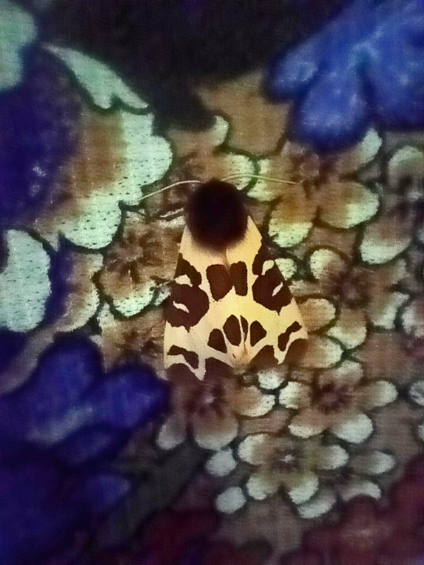observation image